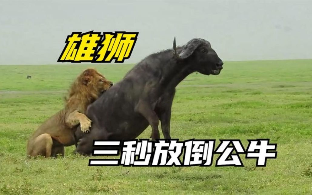 公牛横扫雄狮，取得东部决赛资格